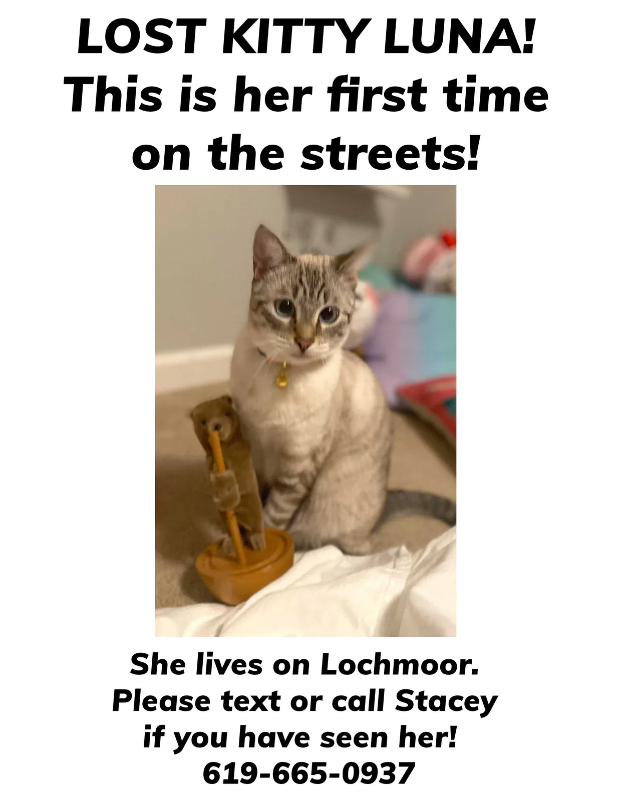 Lost cat in San Diego, CA, 92120