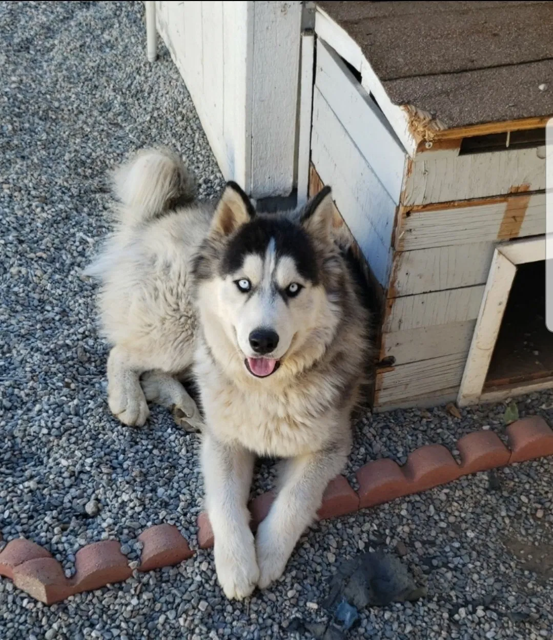 Lost dog in Riverside, CA, 92507