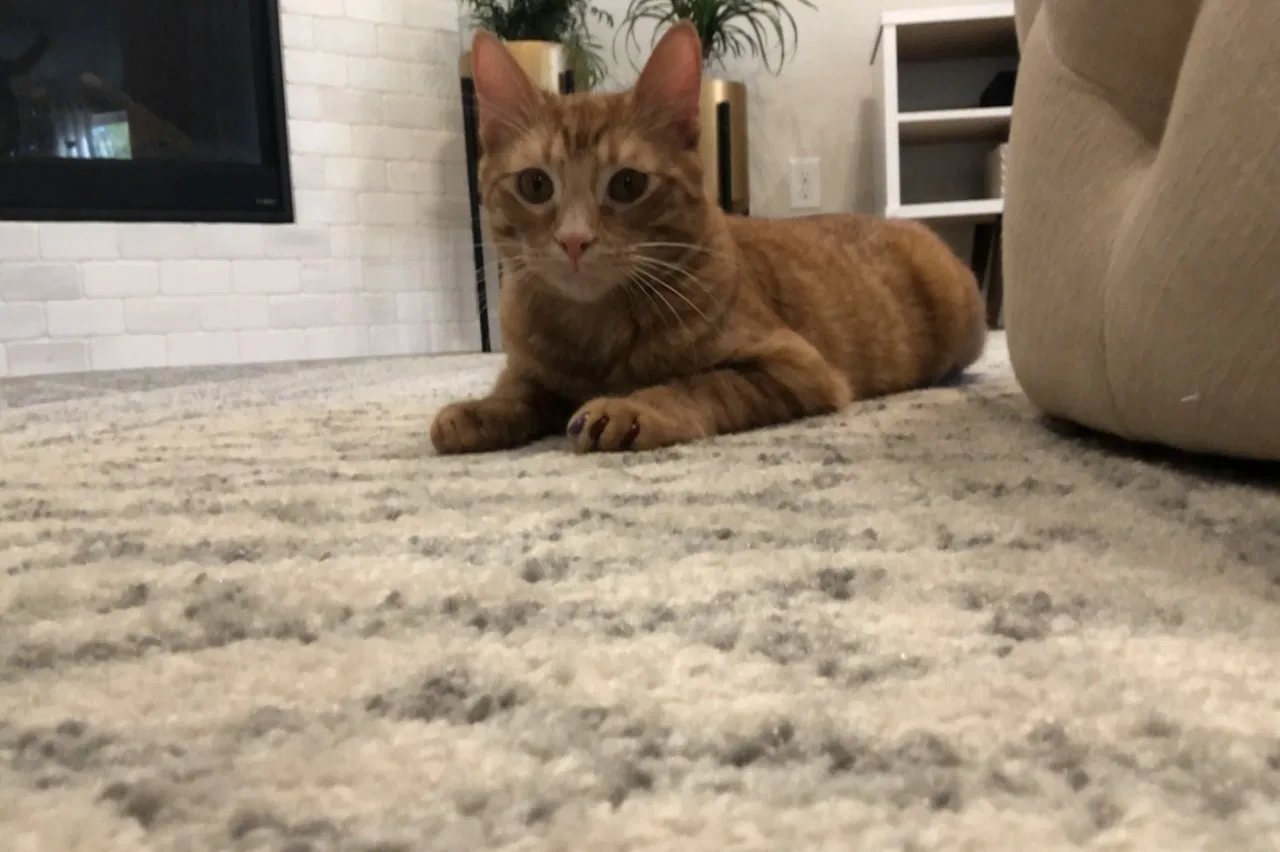 Lost cat in Argyle, TX, 76226