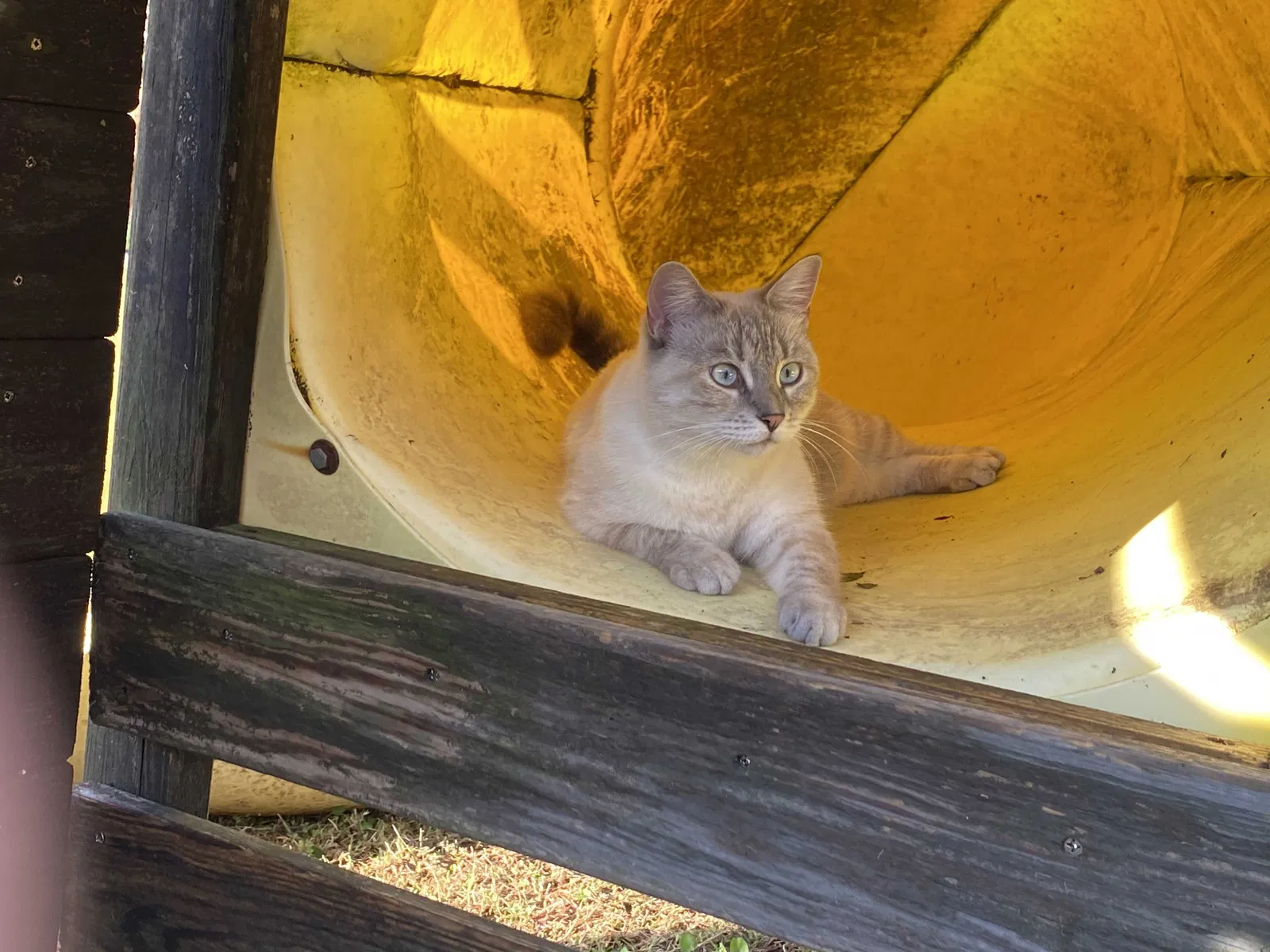Lost cat in Duson, LA, 70529