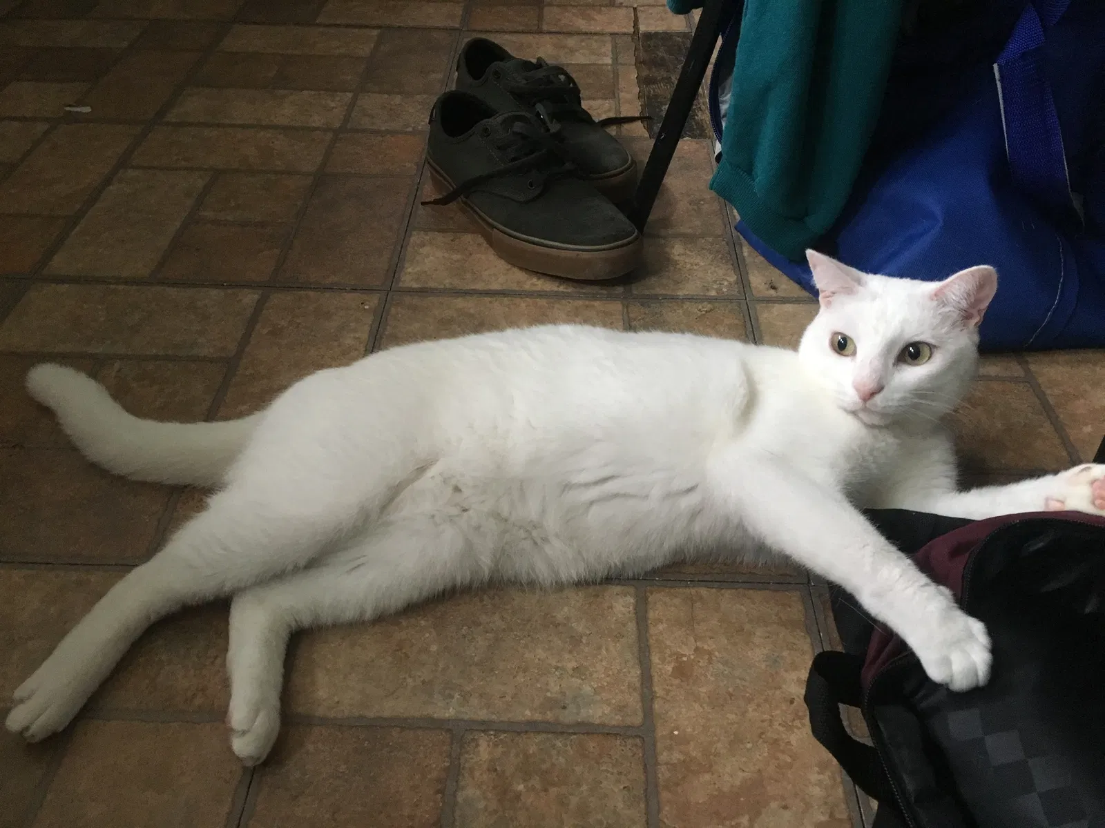Lost cat in Charleston, SC, 29403