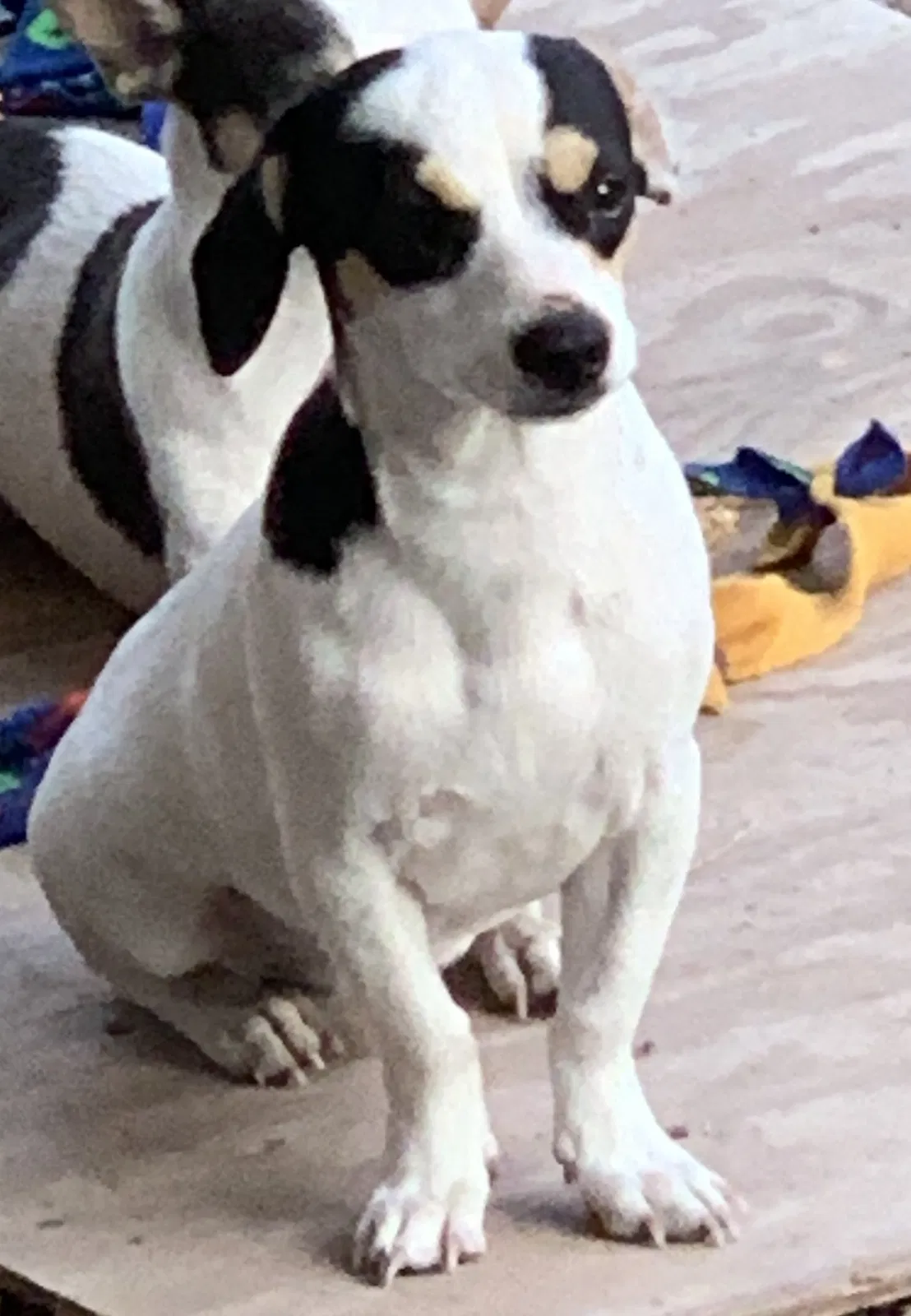 Lost dog in Brownsville, TX, 78521