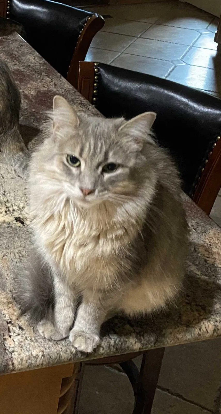 Lost cat in Colleyville, TX, 76034
