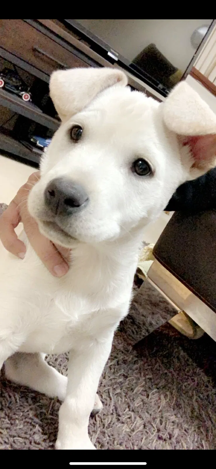 Lost dog in Santee, CA, 92071