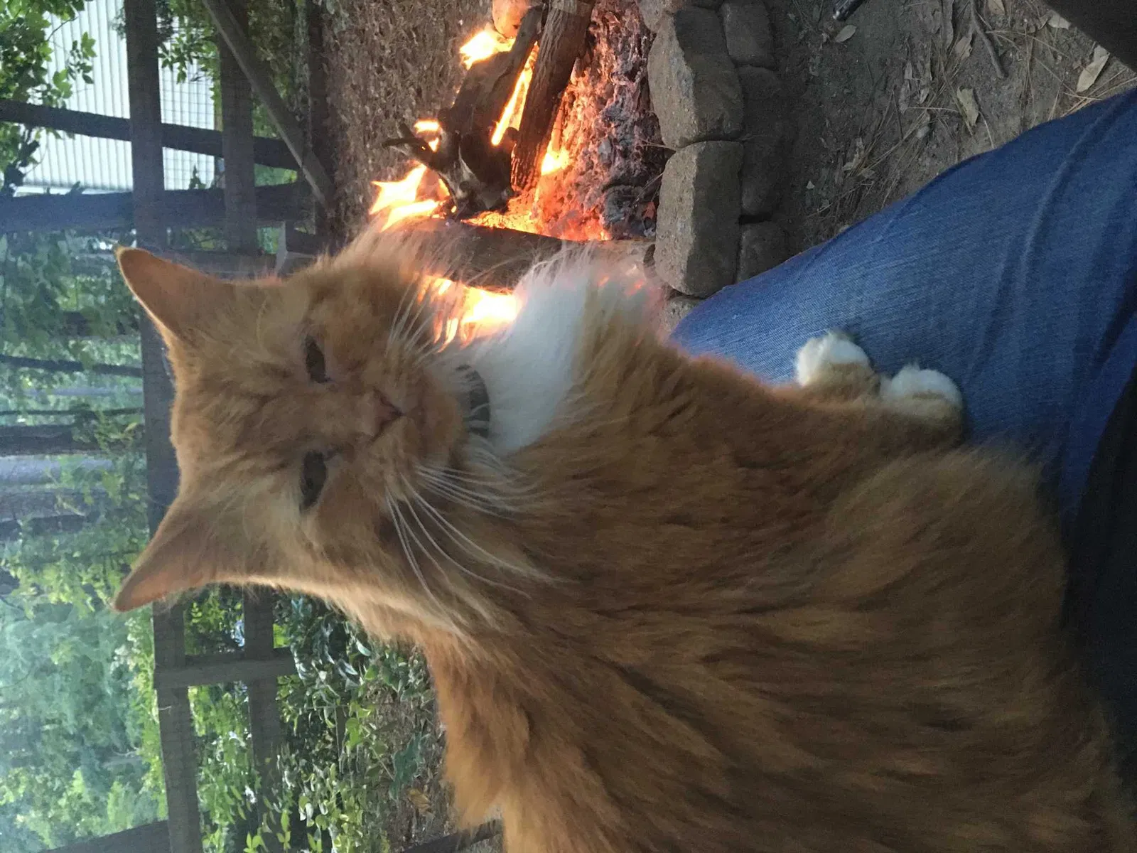 Lost cat in Midlothian, VA, 23112