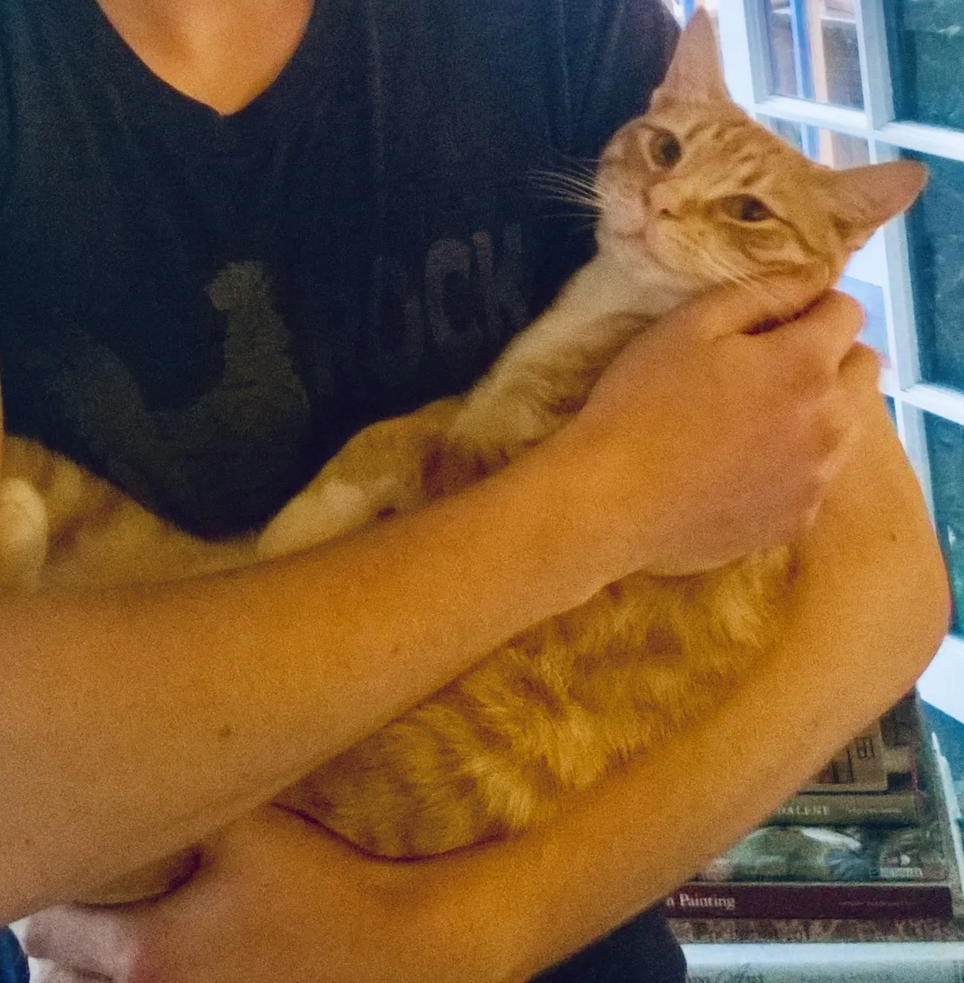 Lost cat in Austin, TX, 78717
