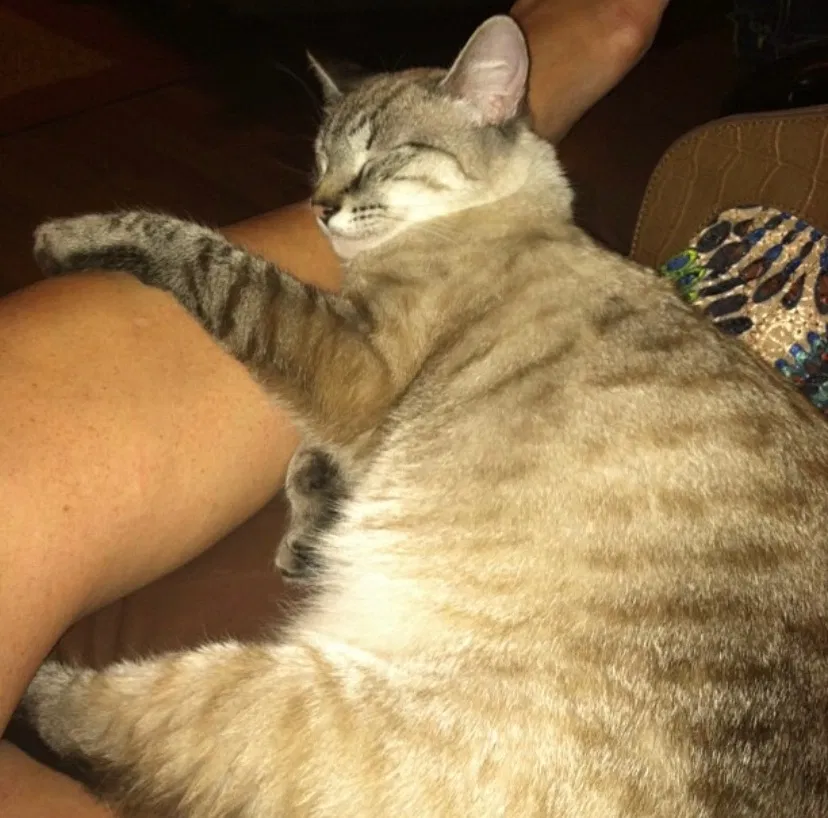 Lost cat in Florence, SC, 29501