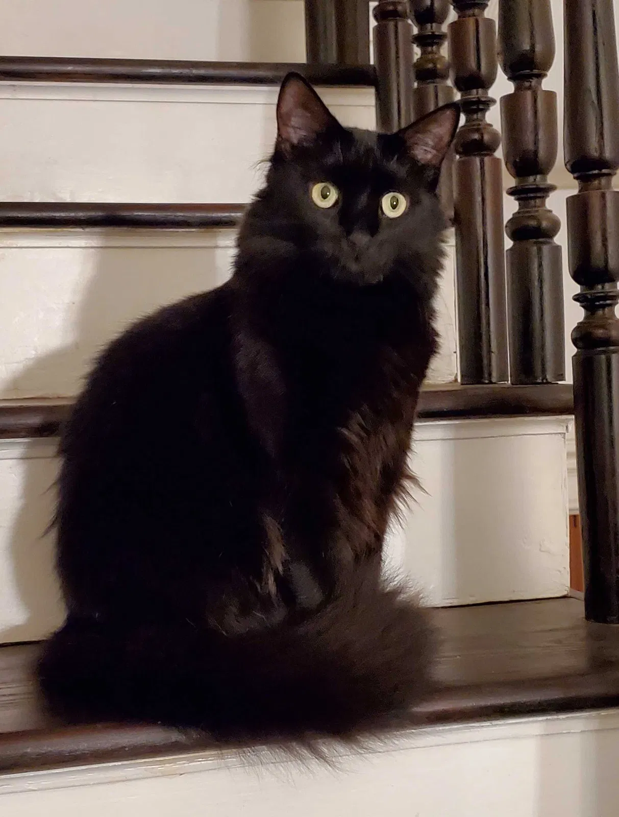 Lost cat in Baltimore, MD, 21223