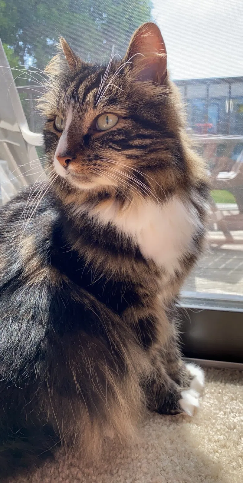 Lost cat in Somers Point, NJ, 8244