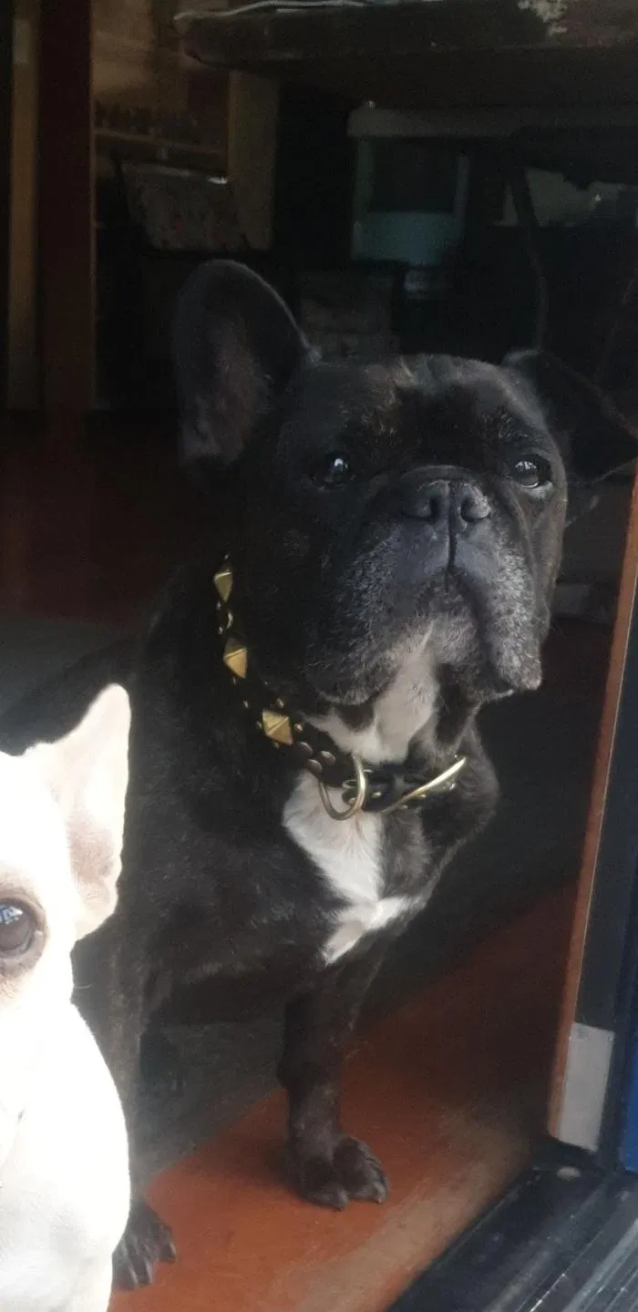 Lost dog in Burlingame, CA, 94010