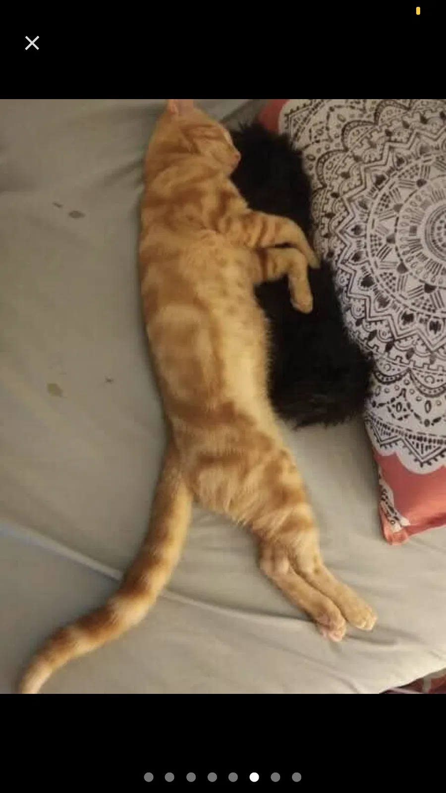 Lost cat in Abilene, TX, 79606