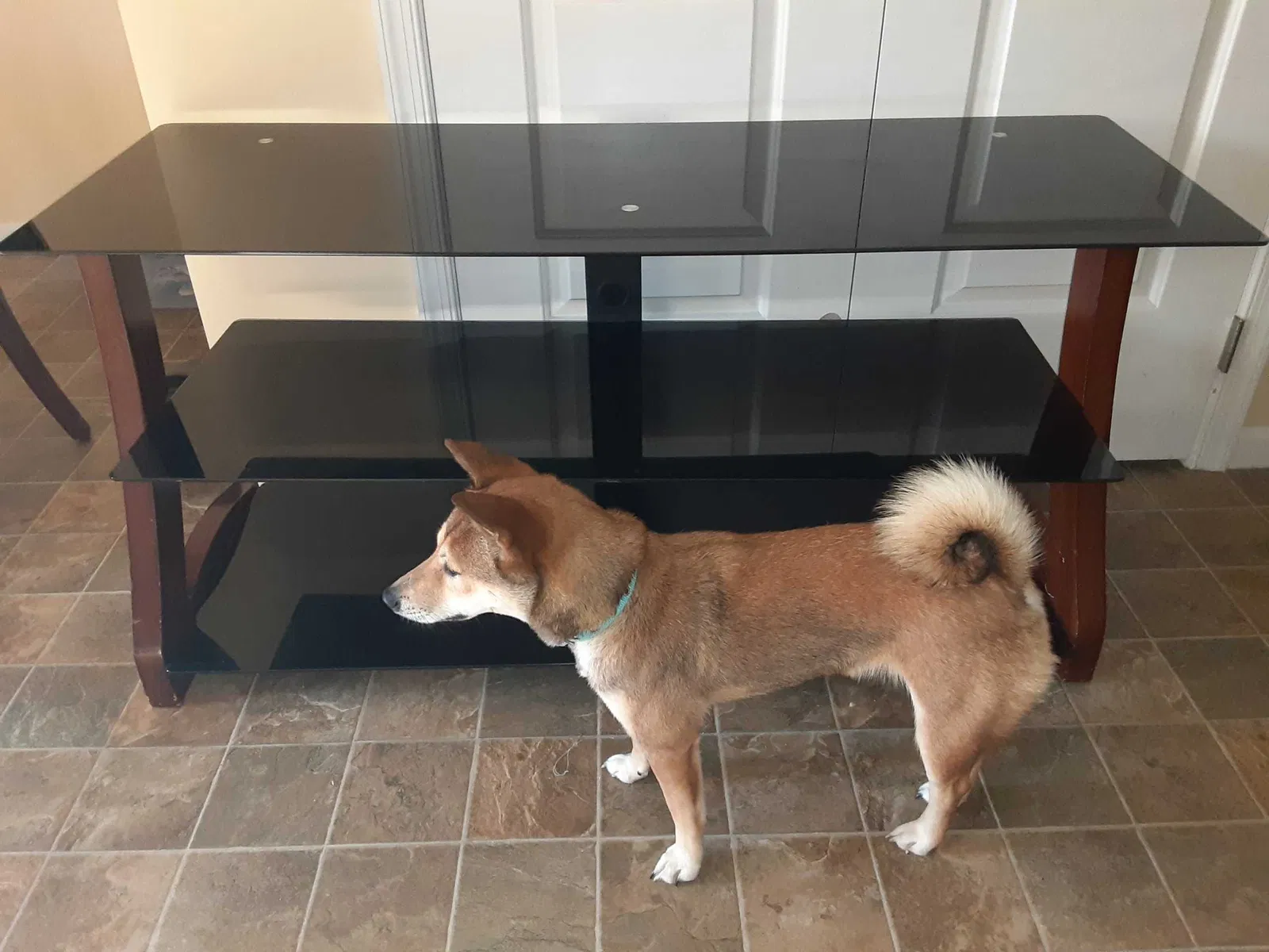 Lost dog in Middletown, PA, 17057