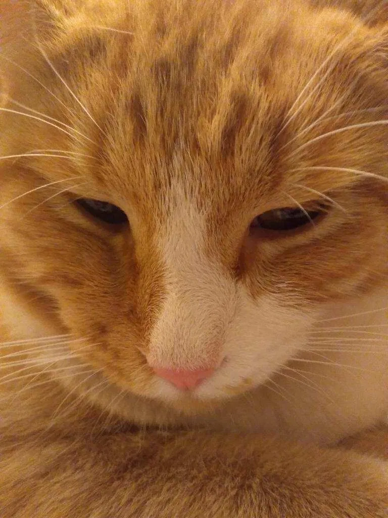 Lost cat in Washington, UT, 84780