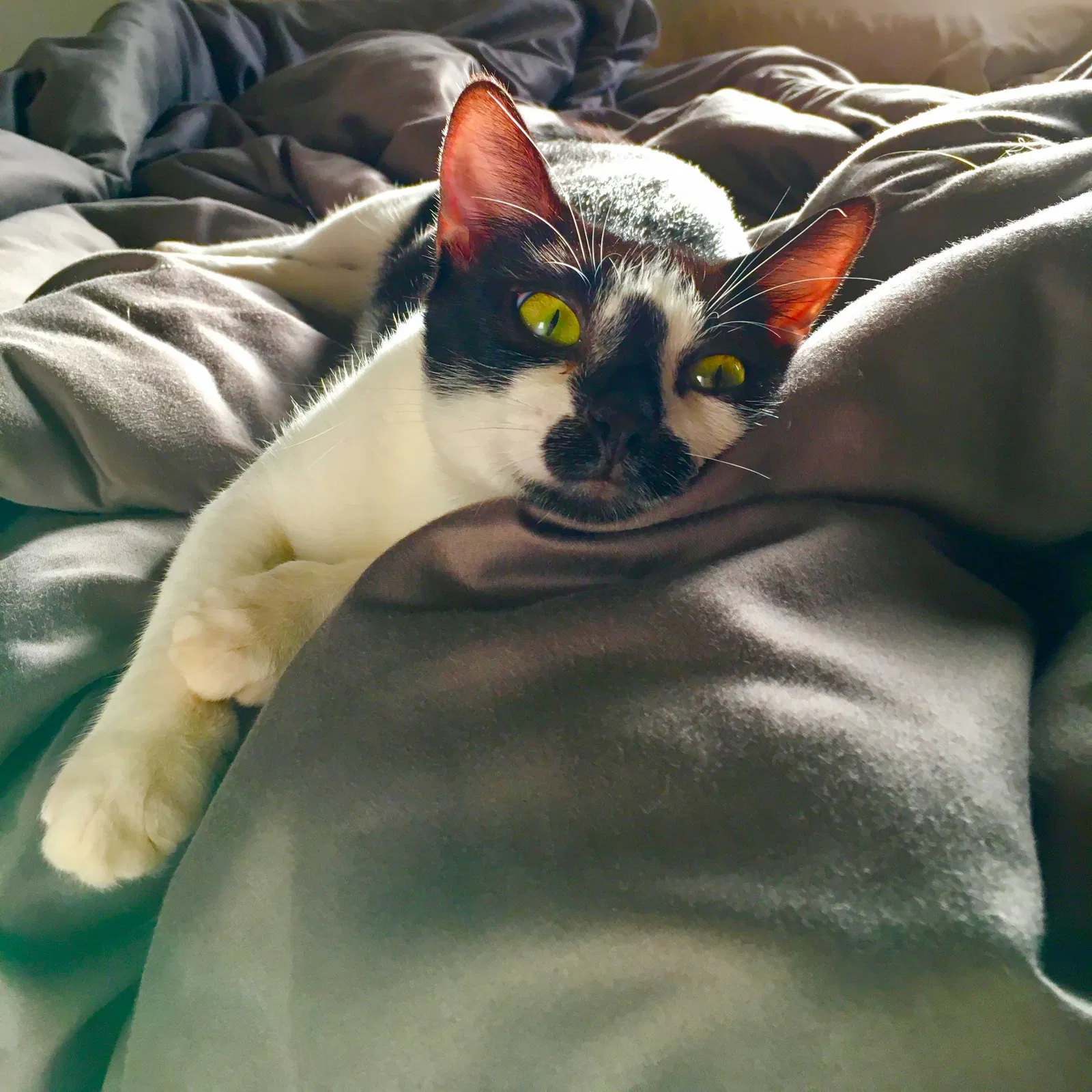 Lost cat in Kailua, HI, 96734