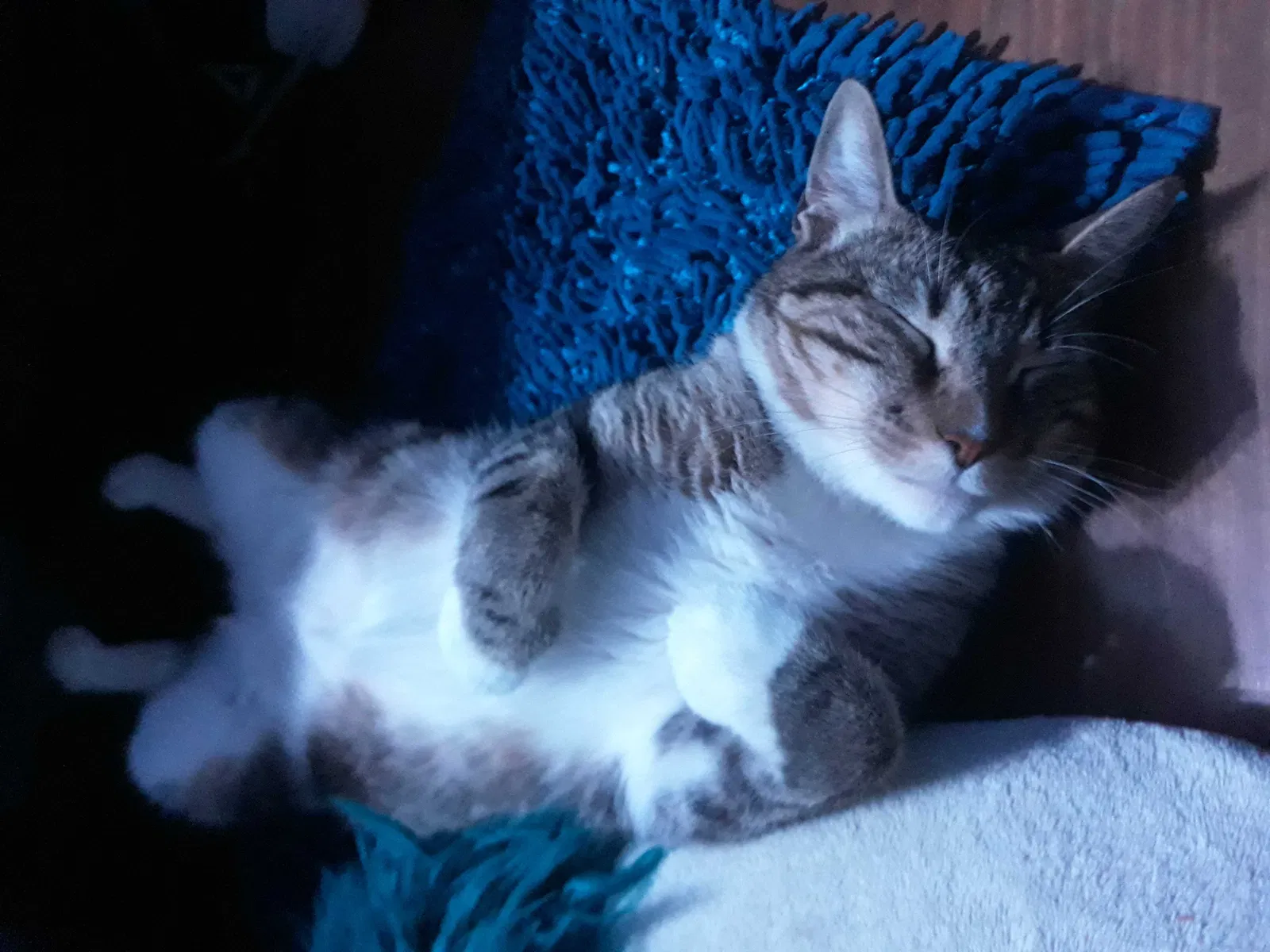 Lost cat in Palm Bay, FL, 32907