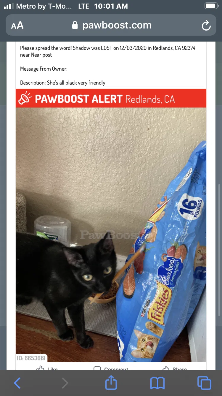 Lost cat in Redlands, CA, 92374