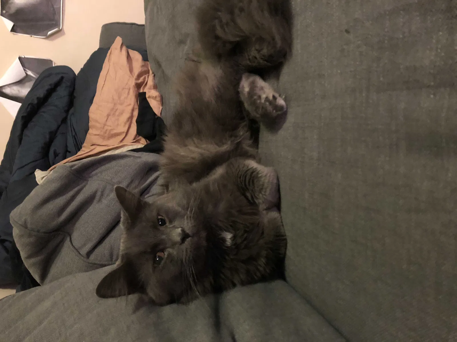 Lost cat in Saugerties, NY, 12477