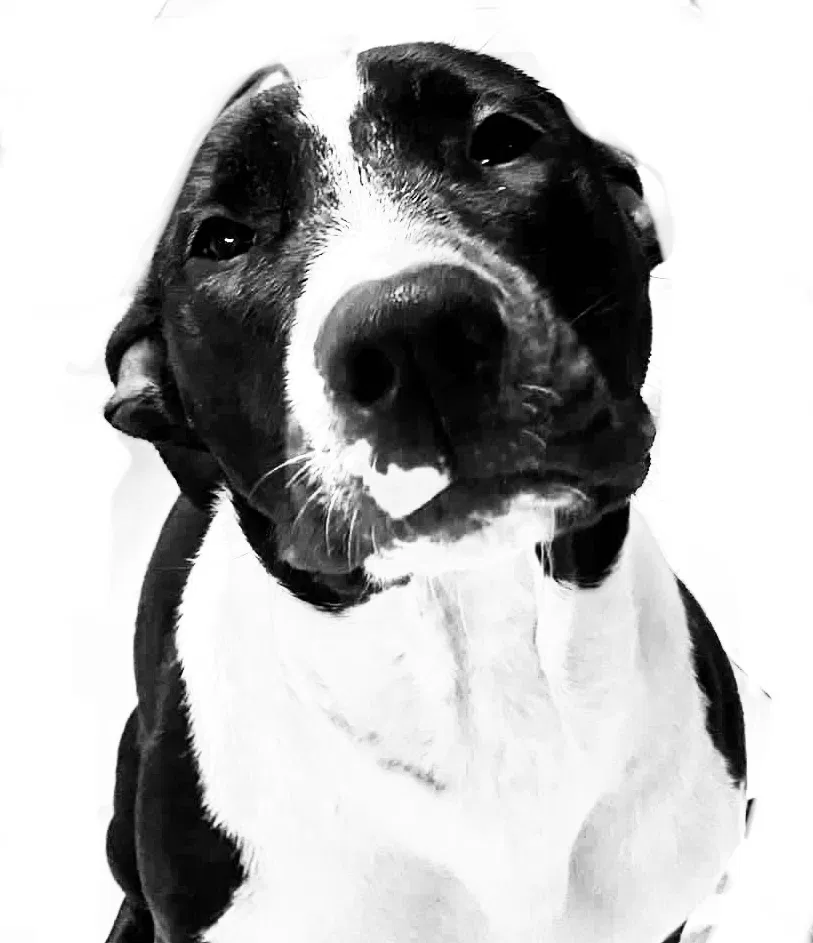 Lost dog in Slidell, LA, 70460