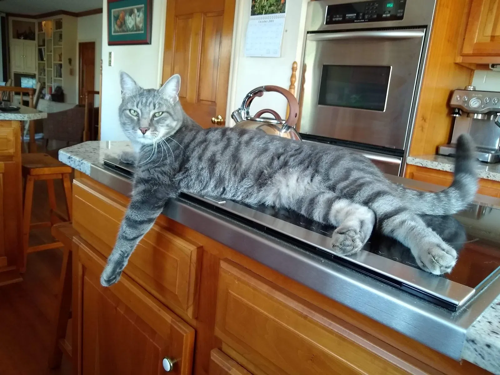 Lost cat in Myersville, MD, 21773