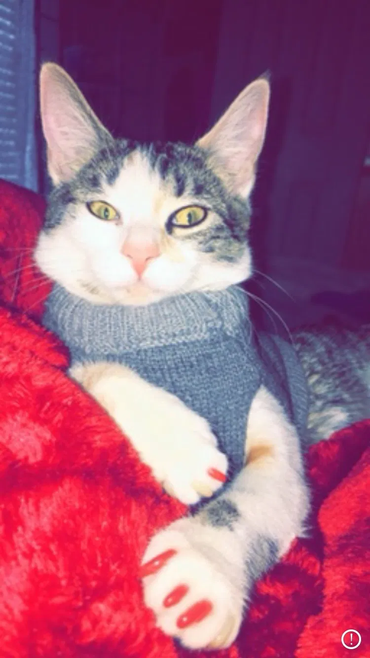 Lost cat in Hopkins, SC, 29061