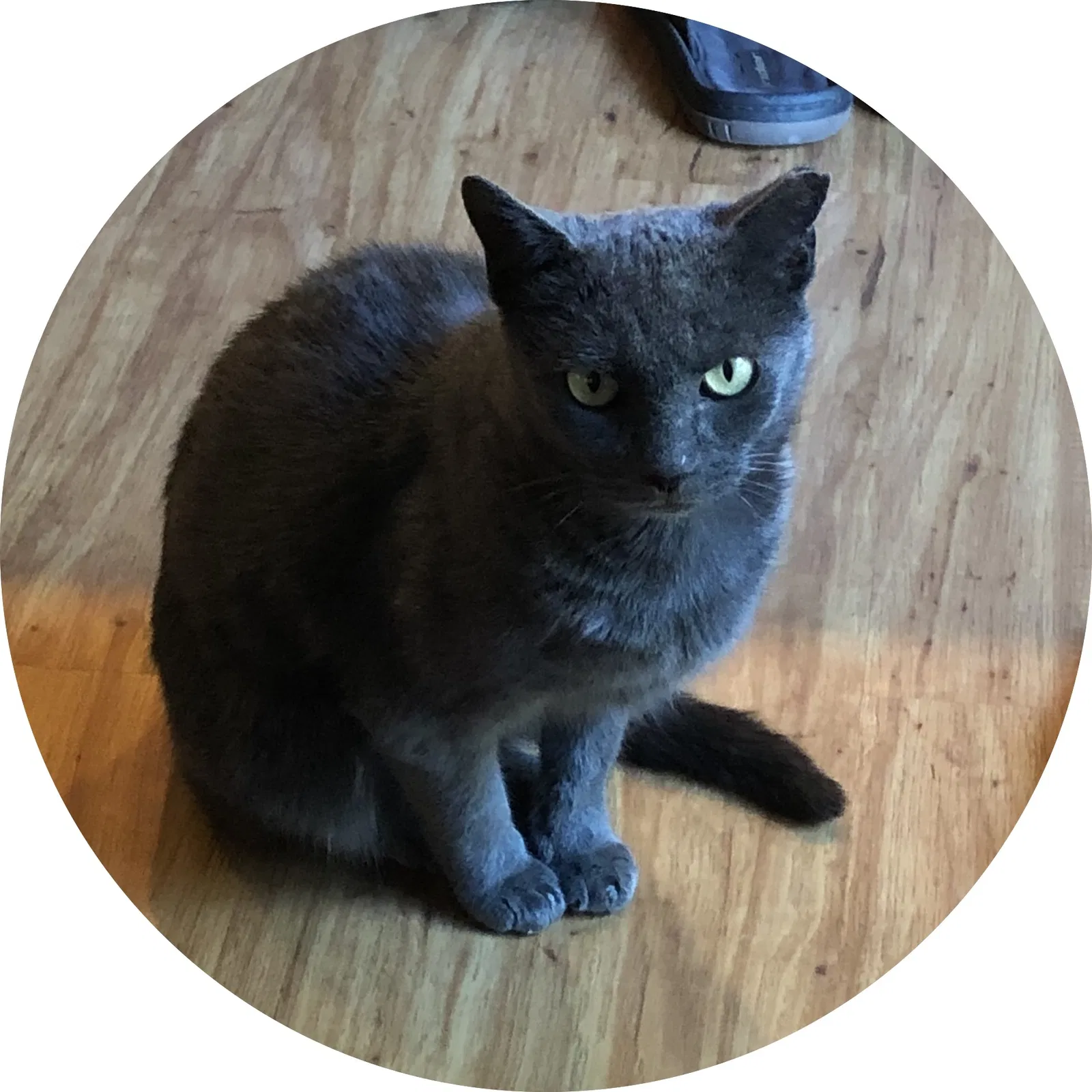 Lost cat in Boca Raton, FL, 33433