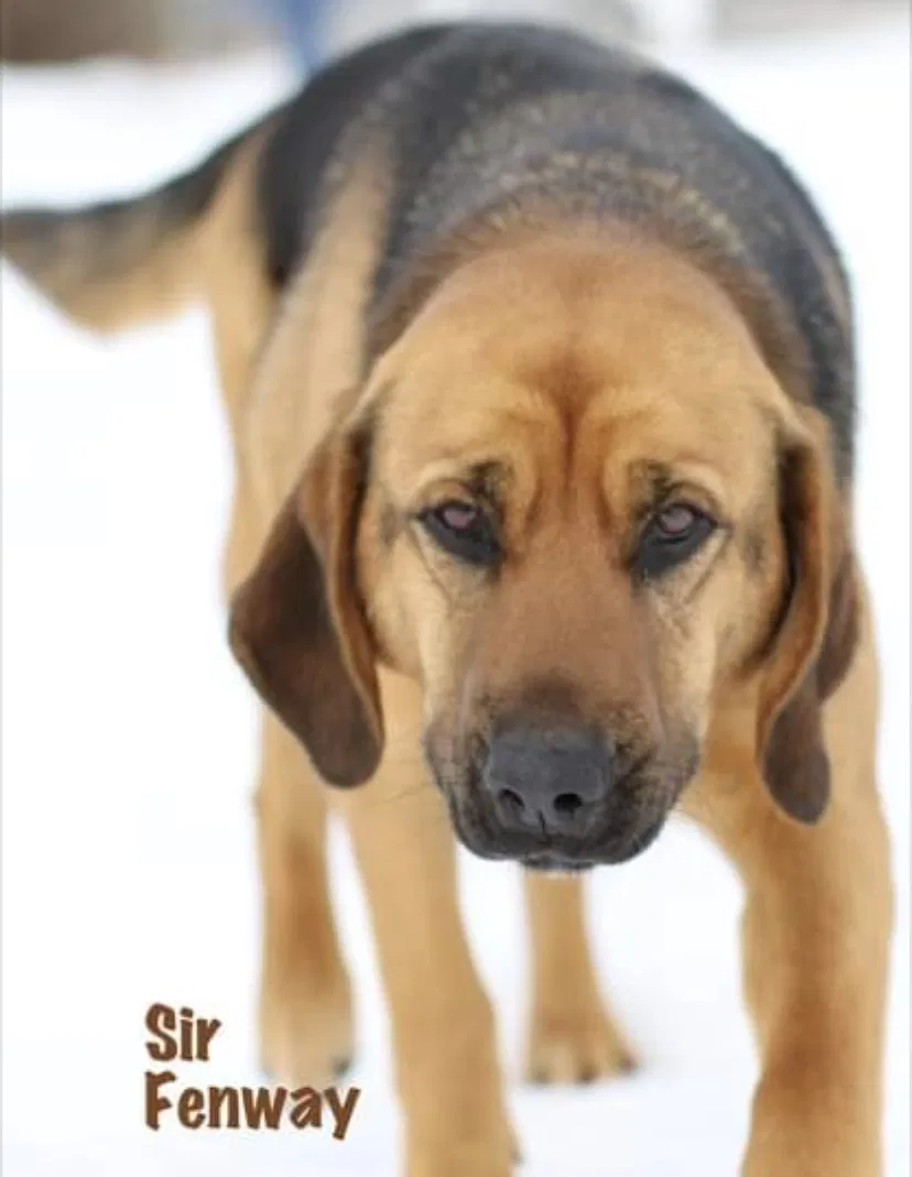 Lost dog in Forest River, ND, 58233