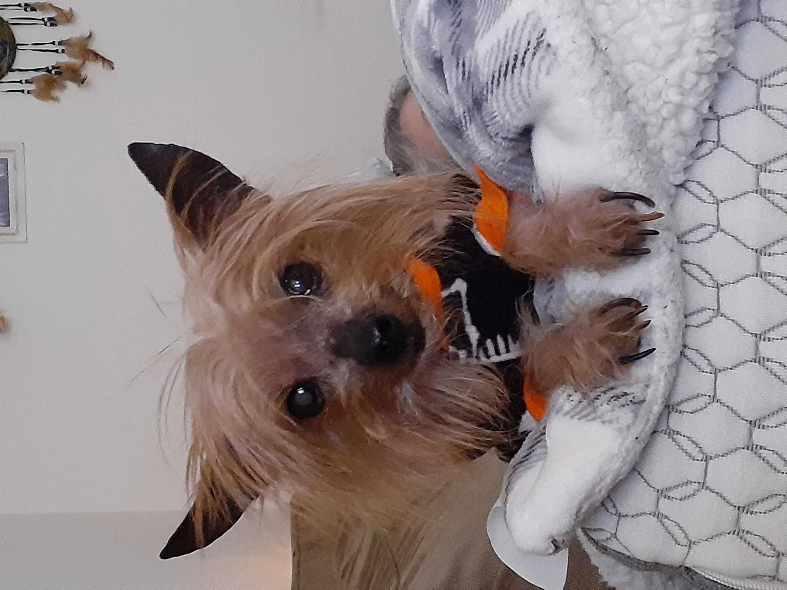 Lost dog in Mount Holly, NC, 28120