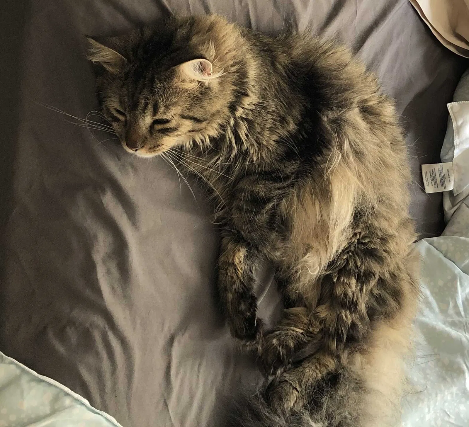 Lost cat in Norwich, CT, 6360