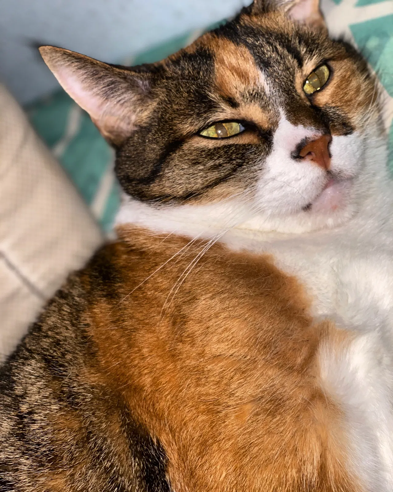 Lost cat in Bremerton, WA, 98310