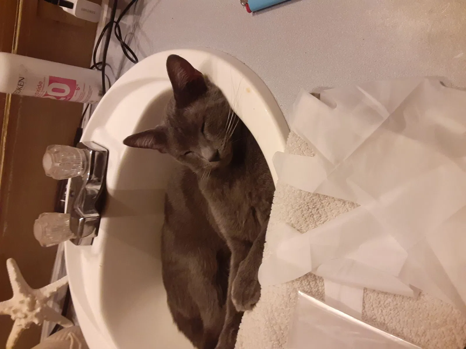 Lost cat in Lake Dallas, TX, 75065