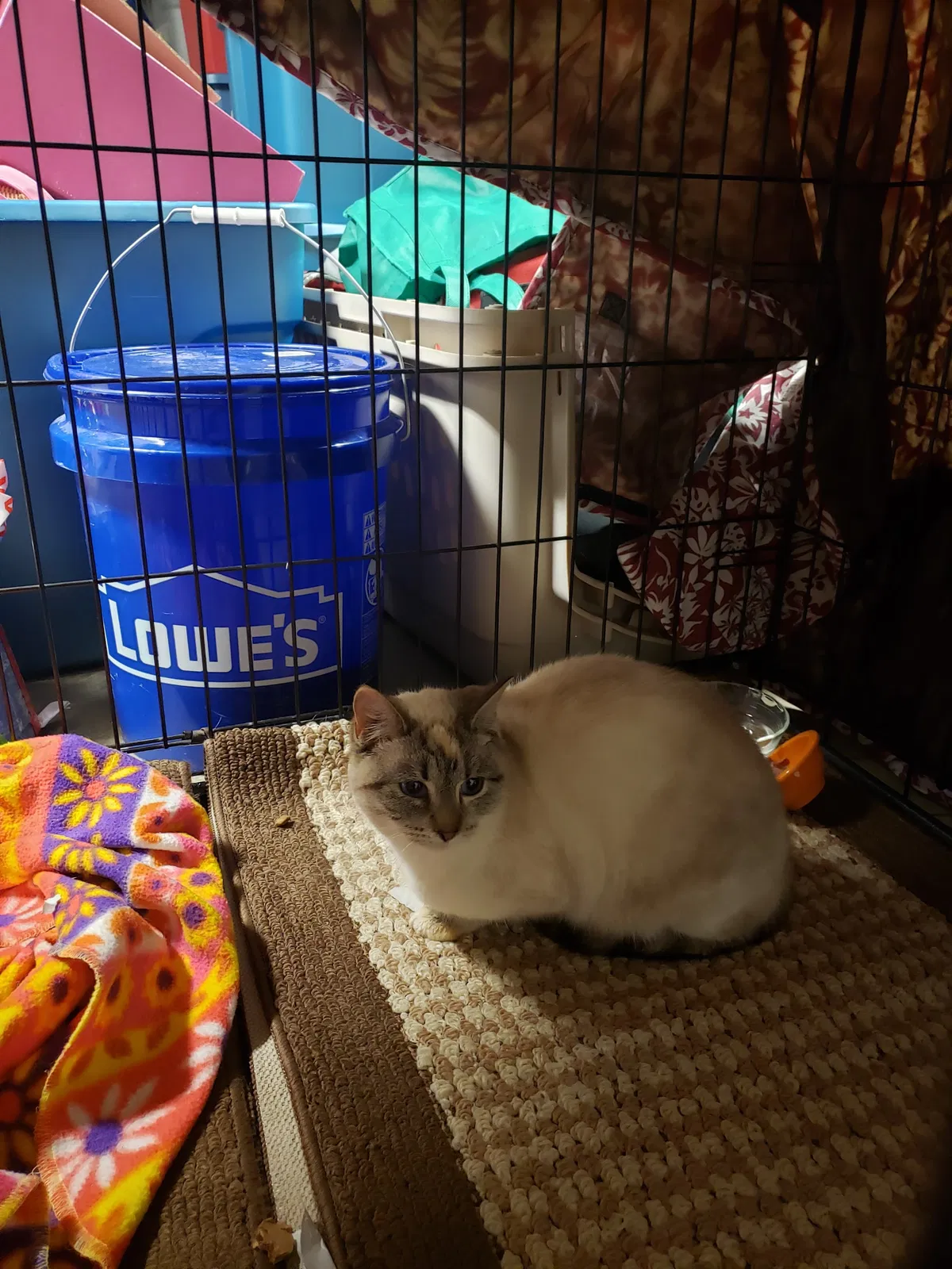 Found cat in Chesapeake, VA, 23320