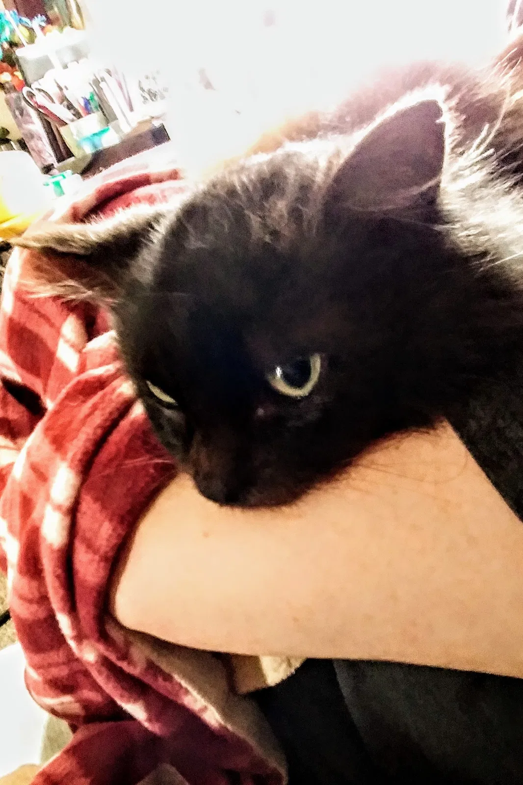 Found cat in Jacksonville, NC, 28540