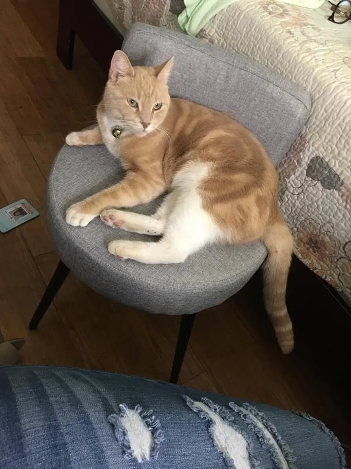 Lost cat in Nuevo, CA, 92567