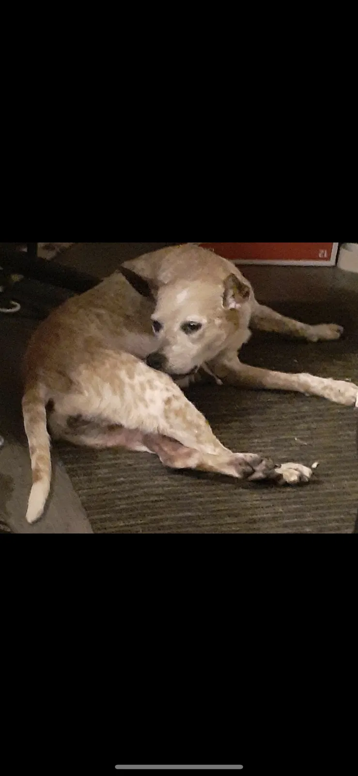 Lost dog in Cleveland, OH, 44134