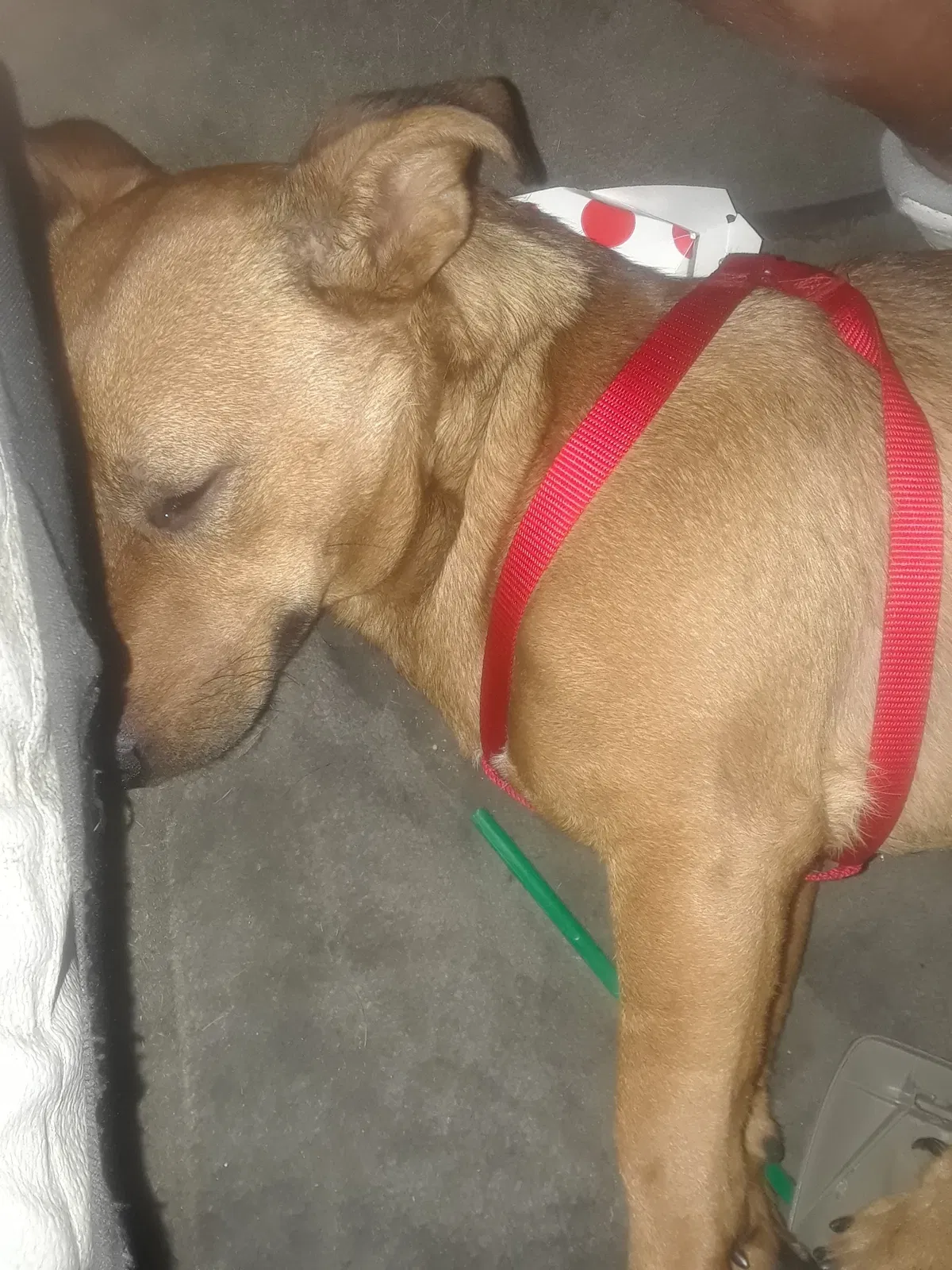 Lost dog in San Francisco, CA, 94102