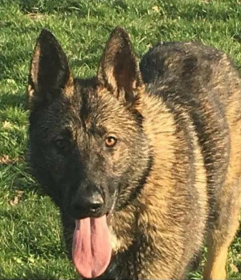 Lost dog in Winfield, WV, 25213