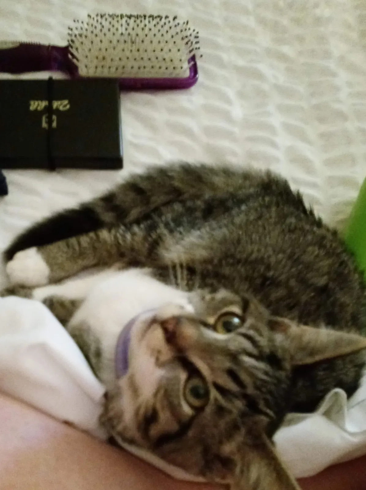 Lost cat in Morehead, KY, 40351