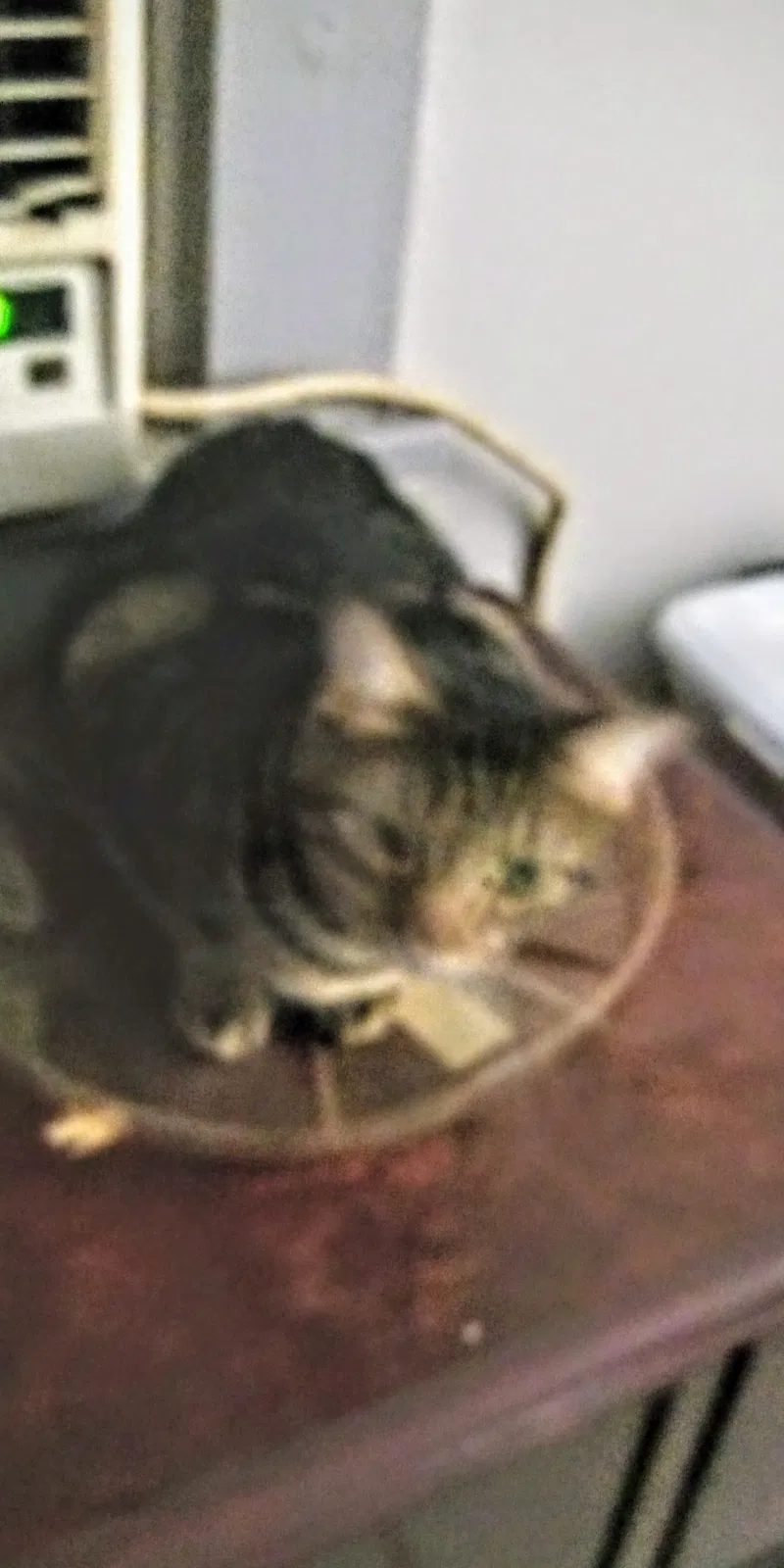 Lost cat in Tavares, FL, 32778