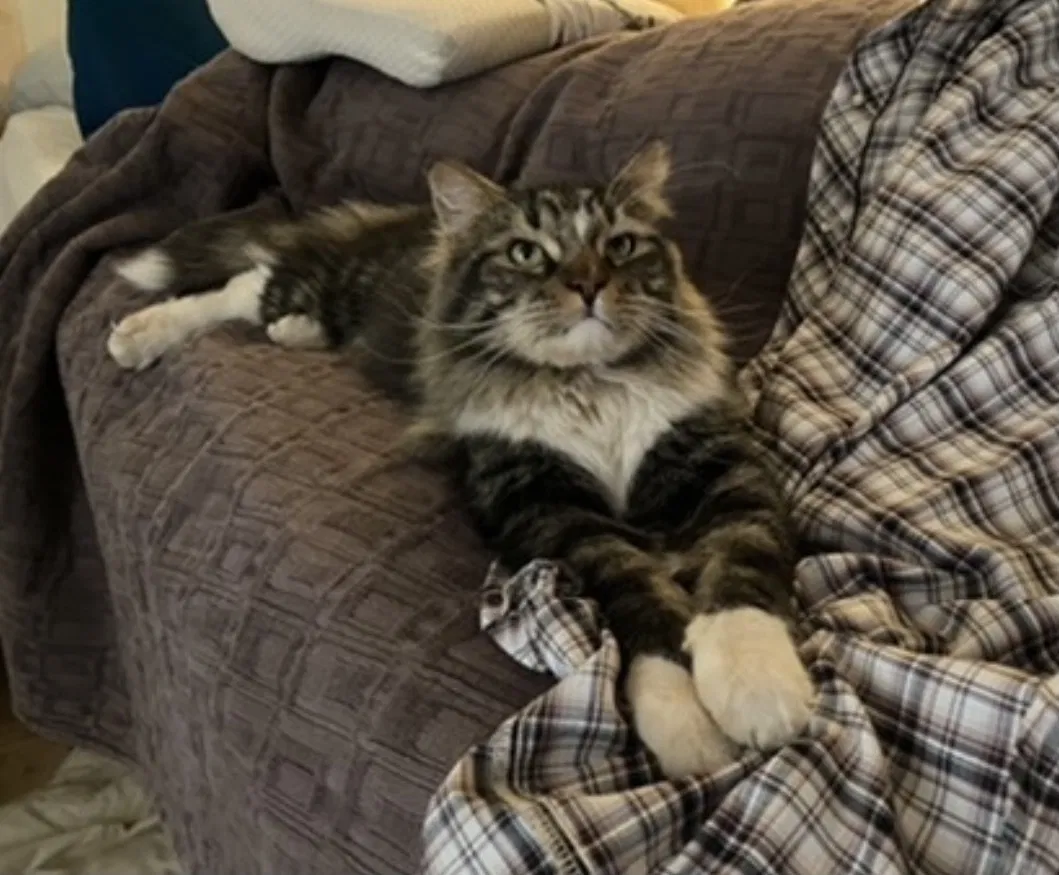Lost cat in Albuquerque, NM, 87107