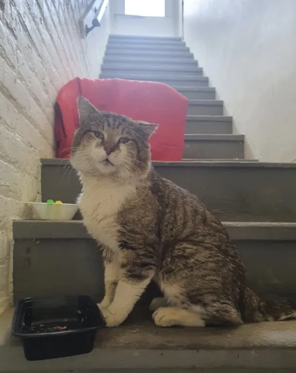 Lost cat in Chicago, IL, 60614