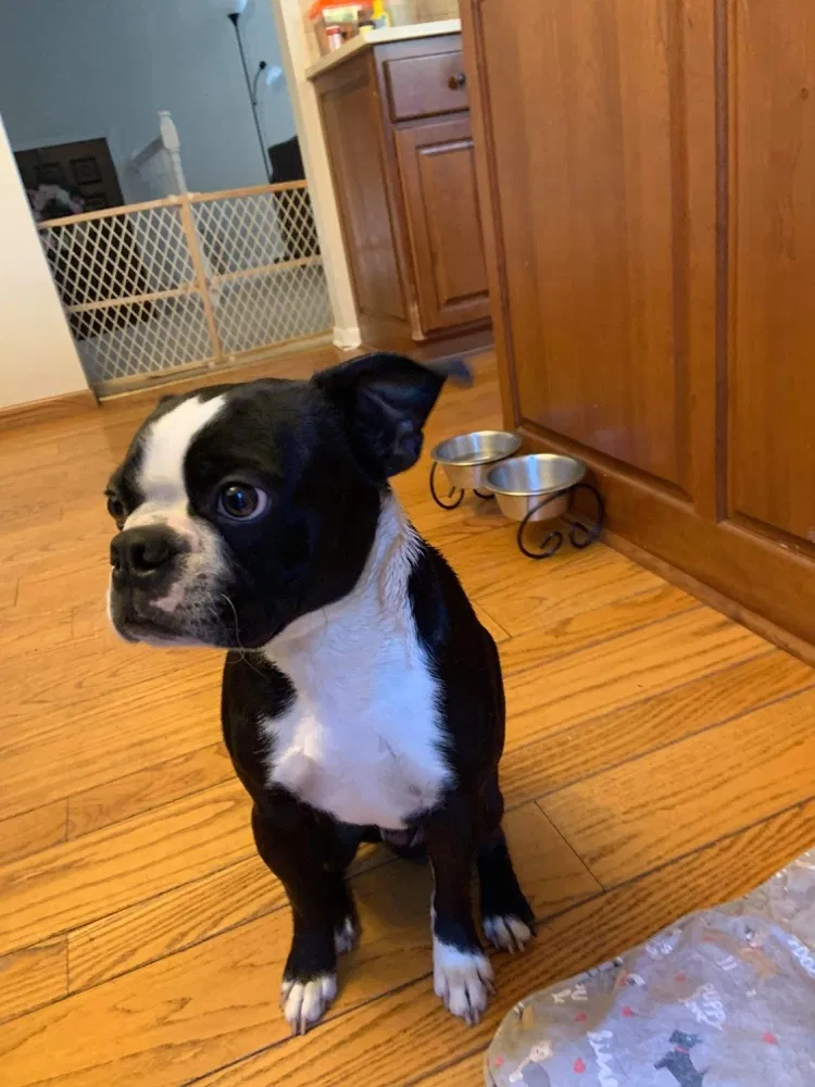 Lost dog in Mankato, MN, 56001