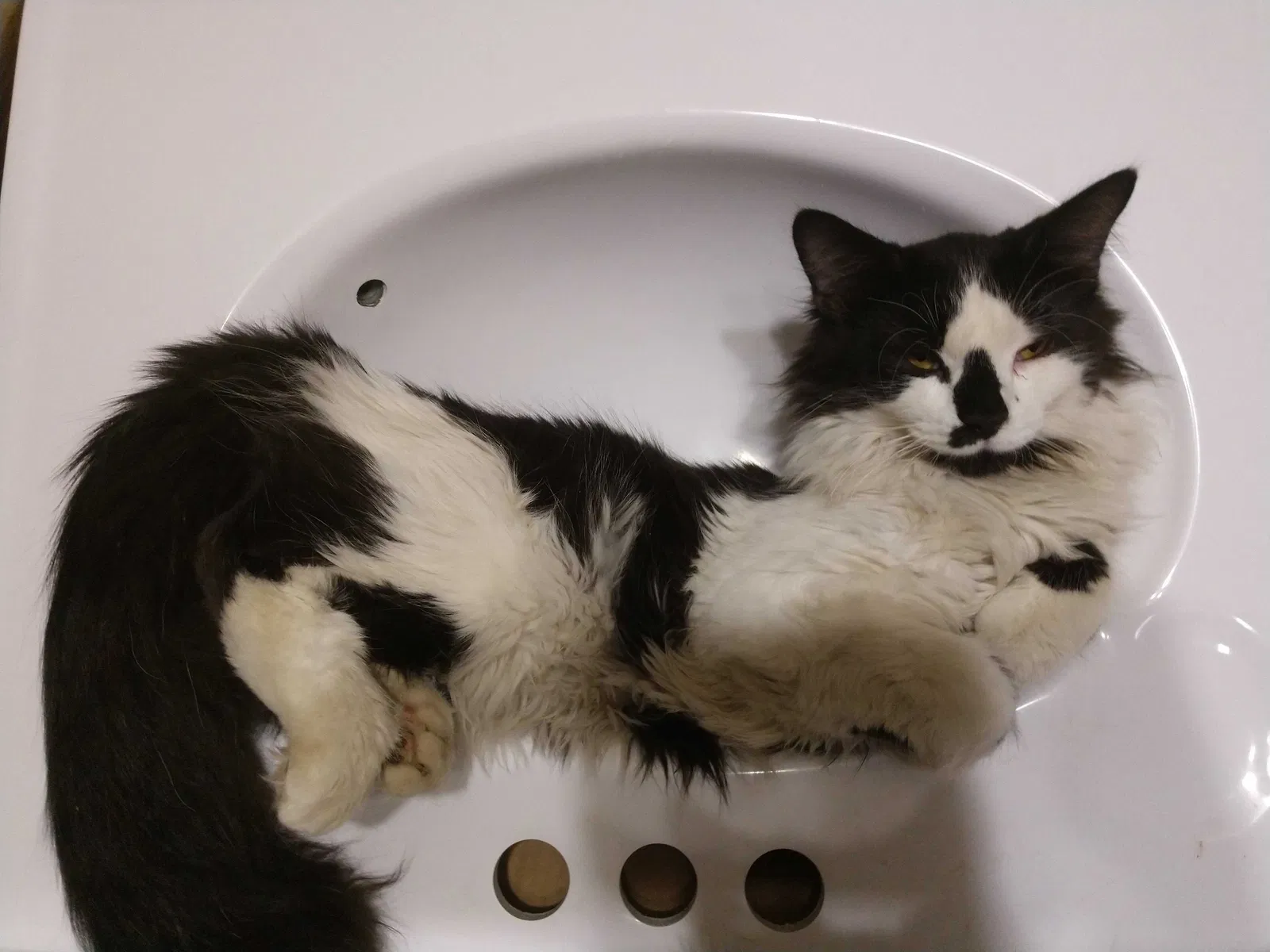 Lost cat in Columbus, OH, 43204