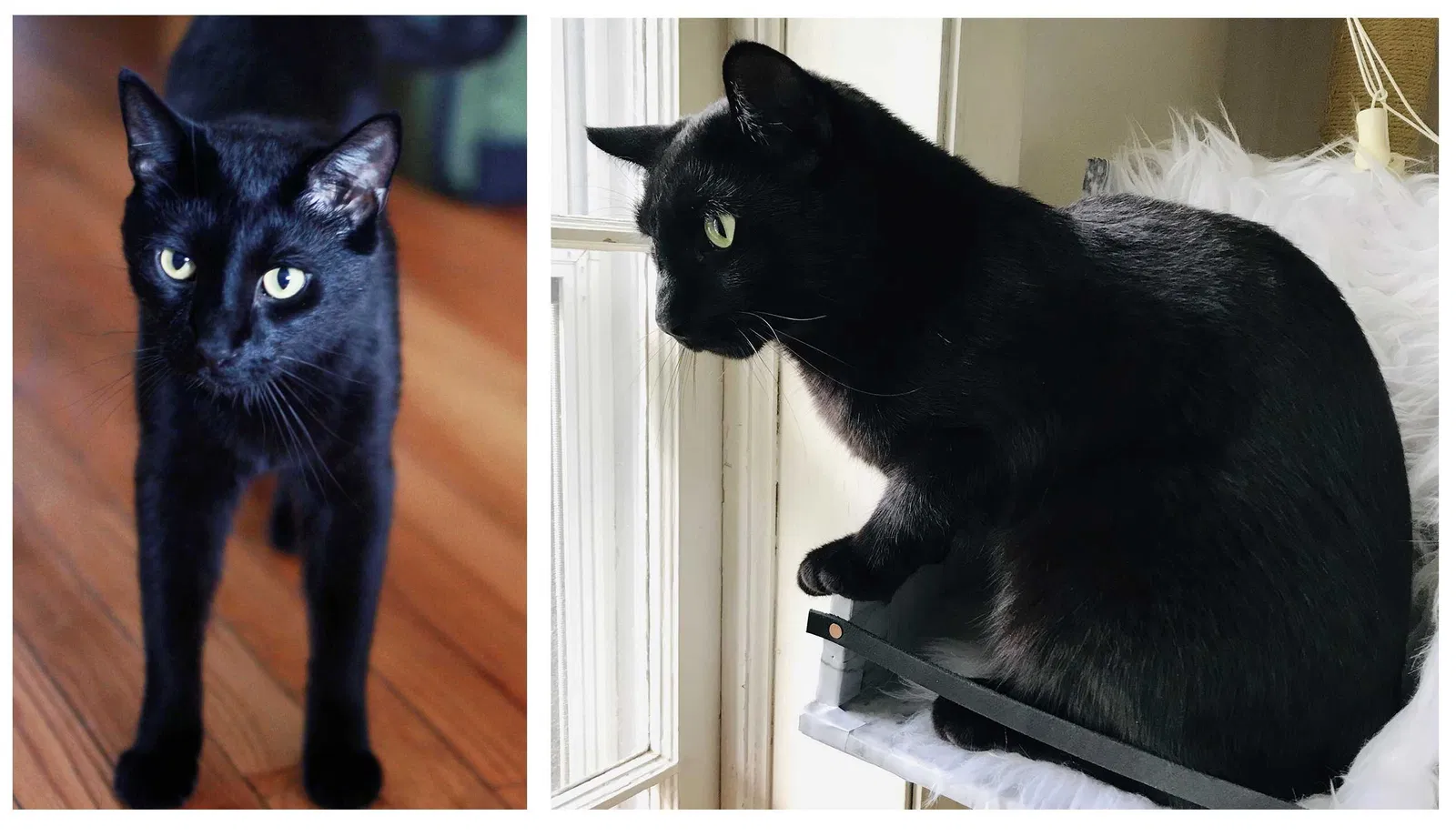Lost cat in Chicago, IL, 60622