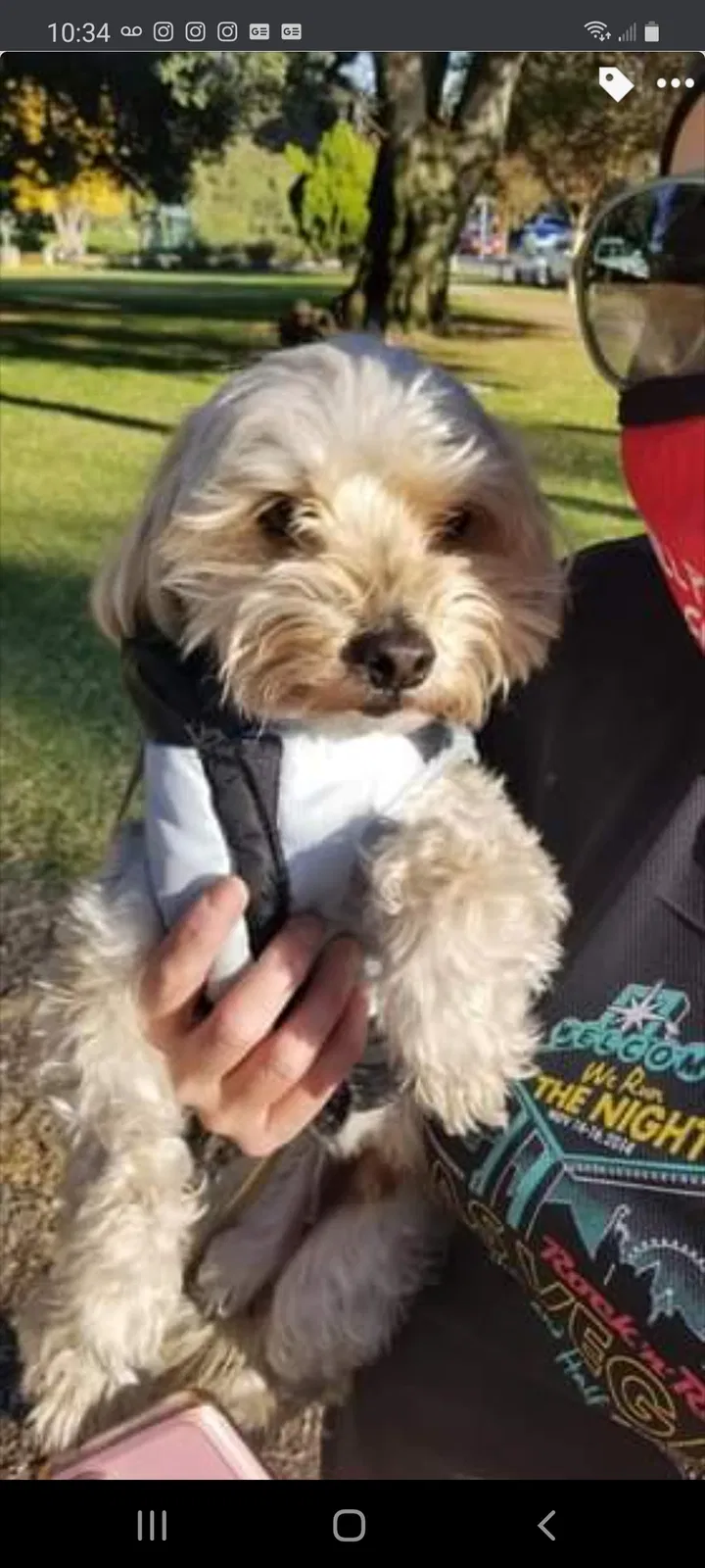 Lost dog in Alhambra, CA, 91801
