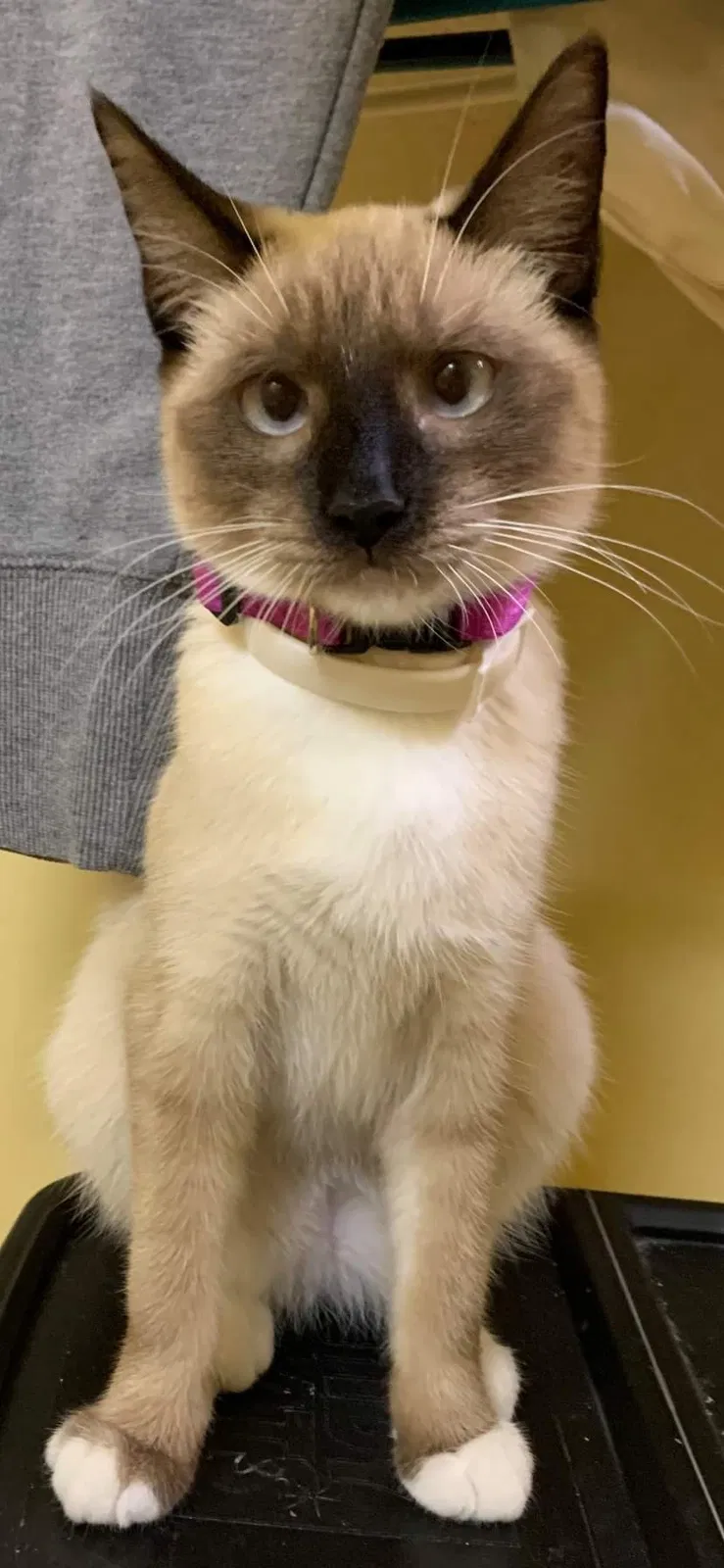 Lost cat in Bronx, NY, 10474