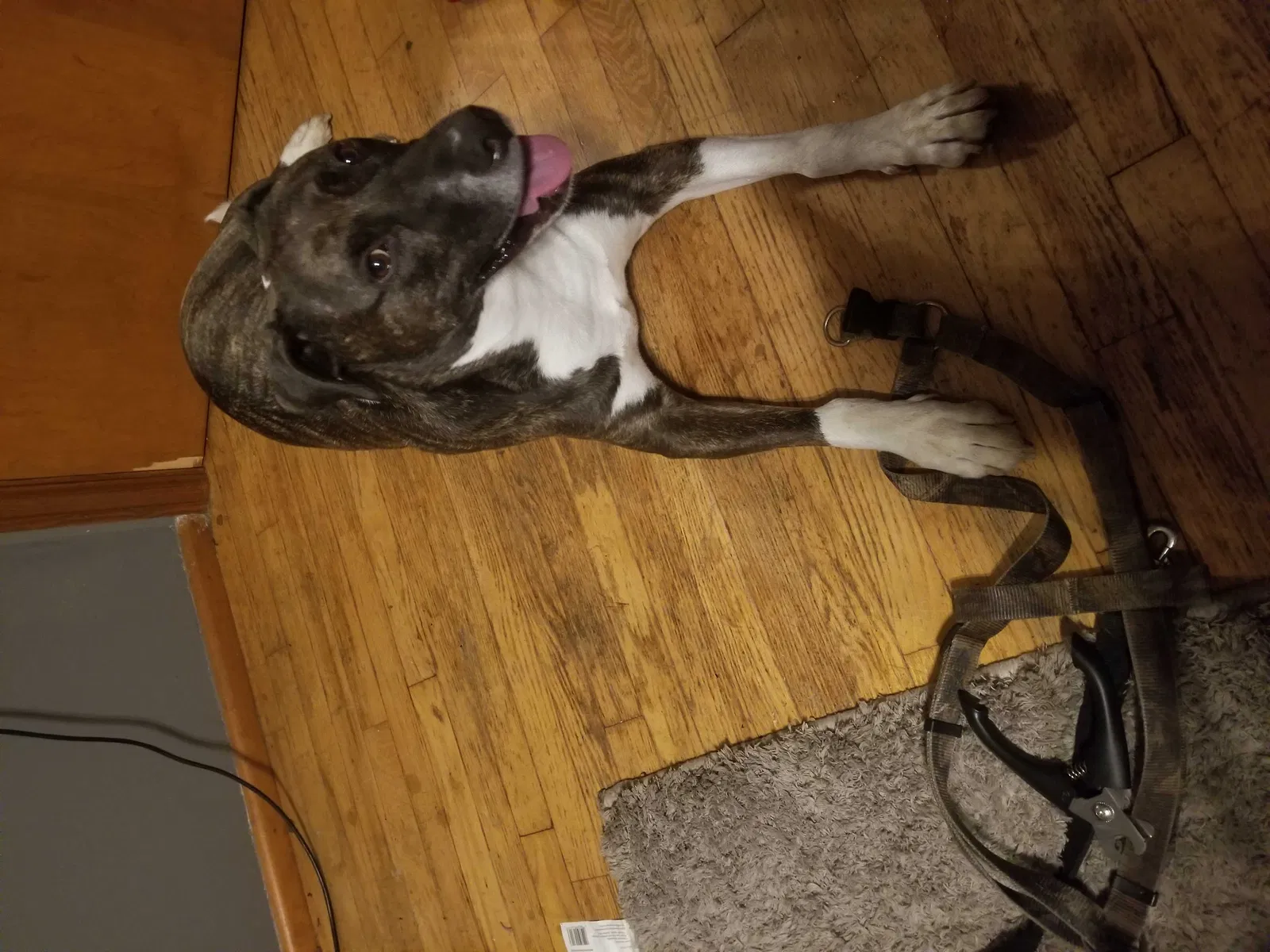 Lost dog in Maryland Heights, MO, 63043