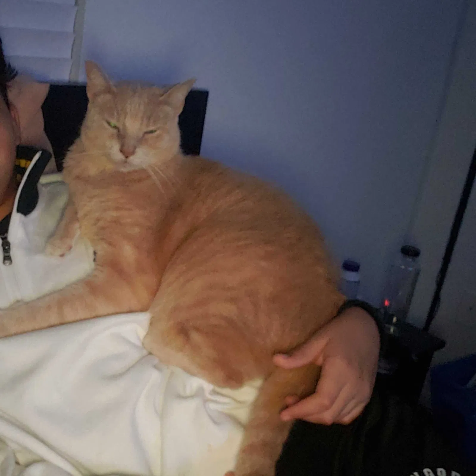 Lost cat in Kissimmee, FL, 34741