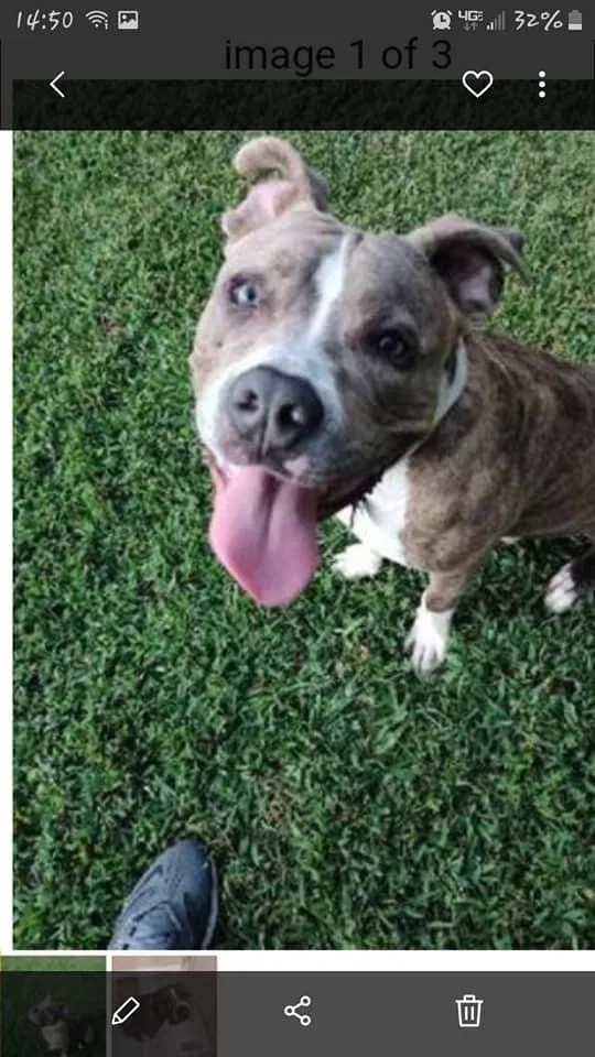 Lost dog in Meherrin, VA, 23954