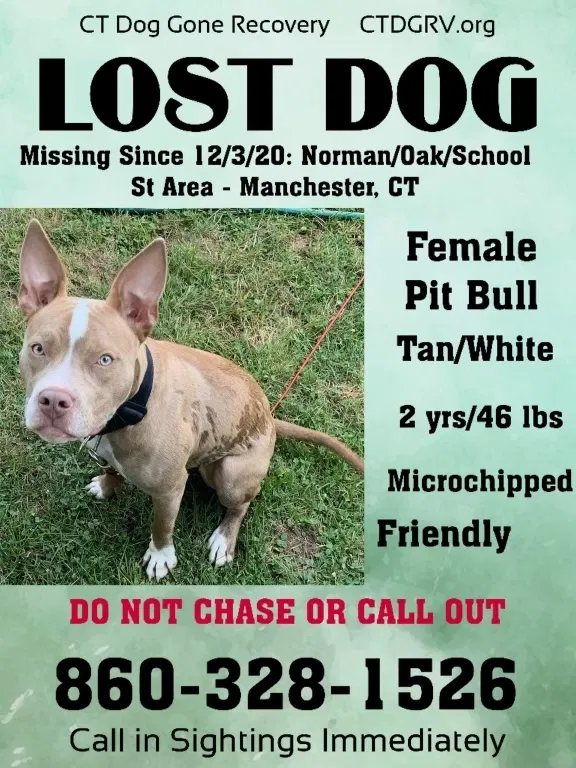 Lost dog in Manchester, CT, 6040