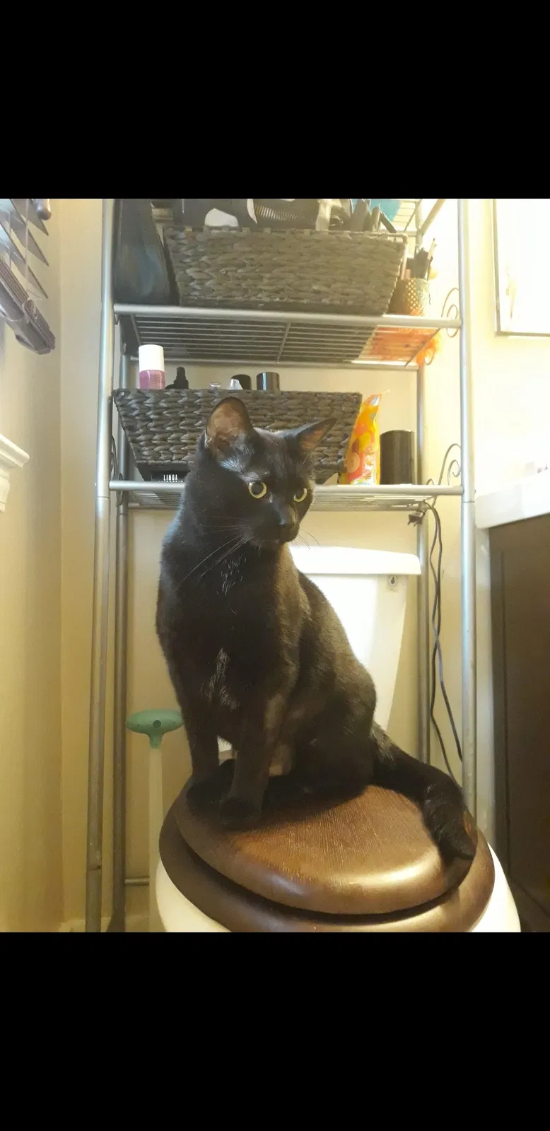 Lost cat in Grand Rapids, MI, 49505